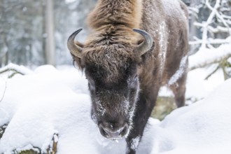 European bison (Bison bonasus) or Wisent portrait in winter, snow, Bavaria, Germany