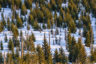 Norway spruce (Picea abies) trees and dead tree trunks from an aerial perspective at sunrise in
