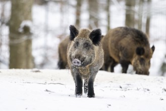 Wild boar (Sus scrofa) standing in a forest in winter, snow, Bavaria, Germany