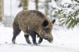 Wild boar (Sus scrofa) walking in a forest in winter, snow, Bavaria, Germany