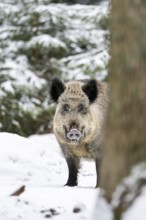 Wild boar (Sus scrofa) standing in a forest in winter, snow, Bavaria, Germany