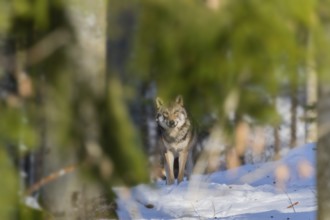 European gray wolf (Canis lupus lupus) standing in a forest in winter, snow, Bavaria, Germany