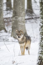 European gray wolf (Canis lupus lupus) standing in a forest in winter, snow, Bavaria, Germany