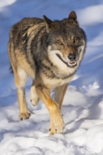 European gray wolf (Canis lupus lupus) walking in a forest in winter, snow, Bavaria, Germany