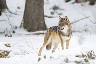 European gray wolf (Canis lupus lupus) standing in a forest in winter, snow, Bavaria, Germany