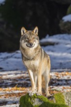 European gray wolf (Canis lupus lupus) standing in a forest in winter, snow, Bavaria, Germany