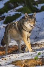 European gray wolf (Canis lupus lupus) walking in a forest in winter, snow, Bavaria, Germany