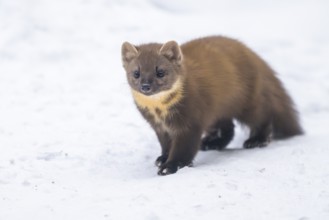 European pine marten (Martes martes) standing in the snow in winter, National Park Bavarian Forest,