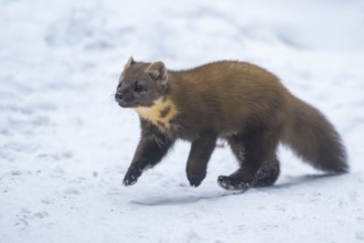 European pine marten (Martes martes) running in the snow in winter, National Park Bavarian Forest,