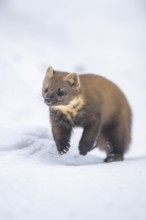 European pine marten (Martes martes) running in the snow in winter, National Park Bavarian Forest,