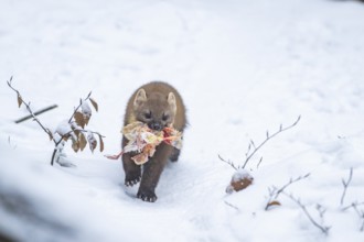 European pine marten (Martes martes) with a chick in his mouth standing in the snow in winter,