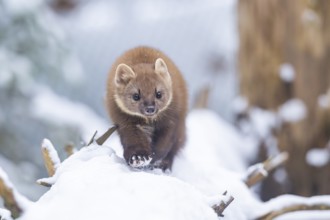 European pine marten (Martes martes) running in the snow in winter, National Park Bavarian Forest,