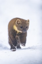 European pine marten (Martes martes) running in the snow in winter, National Park Bavarian Forest,