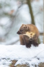 European pine marten (Martes martes) standing in the snow in winter, National Park Bavarian Forest,