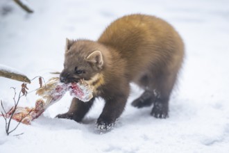 European pine marten (Martes martes) with a chick in his mouth standing in the snow in winter,