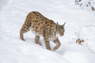 Eurasian lynx (Lynx lynx) walking in a forest in winter, snow, Bavaria, Germany
