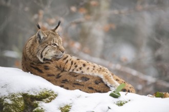 Eurasian lynx (Lynx lynx) lying in a forest in winter, snow, Bavaria, Germany