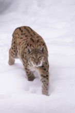 Eurasian lynx (Lynx lynx) walking in a forest in winter, snow, Bavaria, Germany
