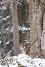 Eurasian lynx (Lynx lynx) sitting in a forest in winter, snow, Bavaria, Germany