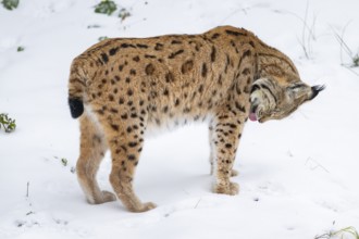 Eurasian lynx (Lynx lynx) standing in a forest in winter, snow, Bavaria, Germany