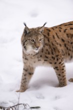 Eurasian lynx (Lynx lynx) standing in a forest in winter, snow, Bavaria, Germany