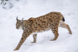 Eurasian lynx (Lynx lynx) walking in a forest in winter, snow, Bavaria, Germany