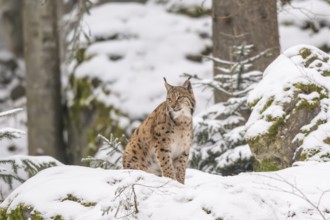 Eurasian lynx (Lynx lynx) sitting in a forest in winter, snow, Bavaria, Germany