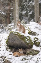 Eurasian lynx (Lynx lynx) sitting in a forest in winter, snow, Bavaria, Germany