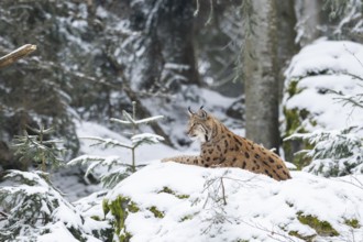 Eurasian lynx (Lynx lynx) lying in a forest in winter, snow, Bavaria, Germany