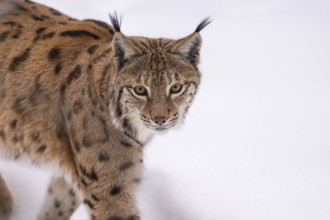 Eurasian lynx (Lynx lynx) walking in a forest in winter, snow, Bavaria, Germany