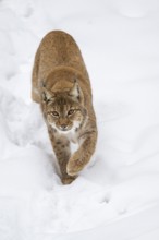 Eurasian lynx (Lynx lynx) walking in a forest in winter, snow, Bavaria, Germany