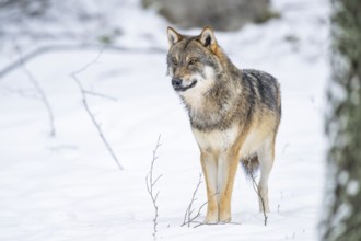 European gray wolf (Canis lupus lupus) standing in a forest in winter, snow, Bavaria, Germany
