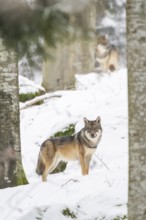 European gray wolf (Canis lupus lupus) standing in a forest in winter, snow, Bavaria, Germany