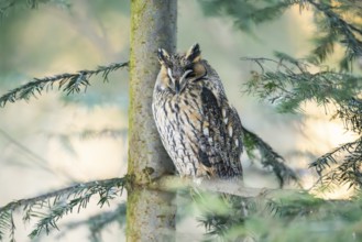 Long-eared owl (Asio otus) sitting on a branch in winter, National Park Bavarian Forest, Bavaria,