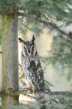 Long-eared owl (Asio otus) sitting on a branch in winter, National Park Bavarian Forest, Bavaria,