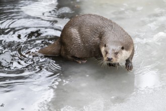 Eurasian otter (Lutra lutra) in a little lake on the ice in winter, Bavaria, Germany