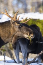 European elk (Alces alces) in a forest in winter, portrait, snow, Bavaria, Germany