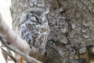 Great Horned Owl (Aegolius funereus) sitting on a branch in winter, National Park Bavarian Forest,