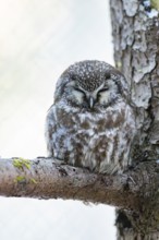 Great Horned Owl (Aegolius funereus) sitting on a branch in winter, National Park Bavarian Forest,