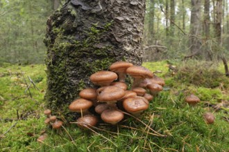 Hallimash (Armillaria ostoyae), Emsland, Lower Saxony, Germany