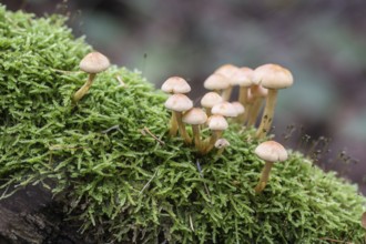 Sulphur Tuft (Hypholoma fasciculare), Emsland, Lower Saxony, Germany