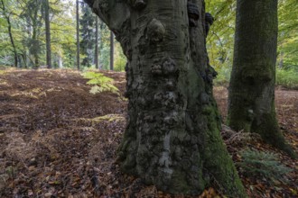Old red beech (Fagus sylvatica) and eagle fern (Pteridium aquilinum), Emsland, Lower Saxony,