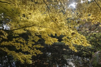 Japanese Japanese maple (Acer palmatum Sangu-Kaku) in autumn leaves, Emsland, Lower Saxony, Germany