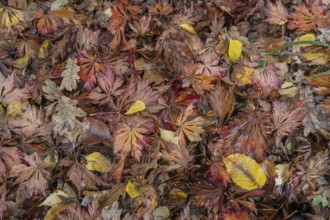 Falllaub, Emsland, Lower Saxony, Germany