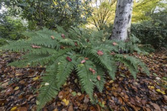 Fern (Polystichum), Birch (Betula pendula), Rhododendron (Rhododendron) and Japanese Maple (Acer
