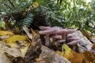 Dwarf paint funnels (Laccaria tortilis), Emsland, Lower Saxony, Germany