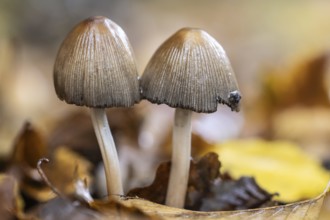 Mica tints (Coprinus micaceus), Emslland, Lower Saxony, Germany