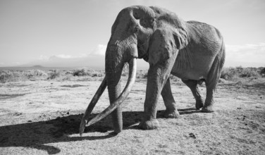 African elephant (Loxodonta africana) the famous Super Tusker elephant Craig, old male with long