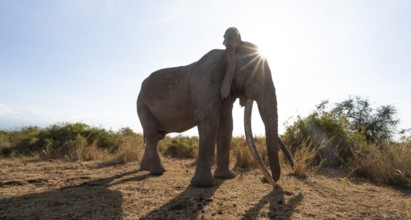 African elephant (Loxodonta africana) the famous Super Tusker elephant Craig, old male with long