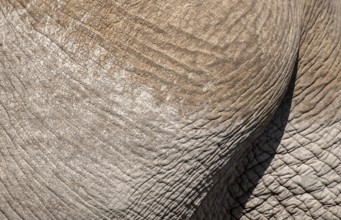African elephant (Loxodonta africana) detail of skin, Kajiado County, Kenya